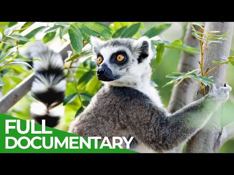 Wild Madagascar Fantastic Creatures