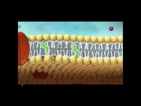 BIO101 Online | Chapter 5: Membranes and Transport