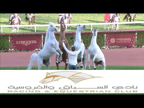 HH-The Amir Sword Festival PAR 2 Trailer || AMIR SWORD | Qatar horse racing, horse show