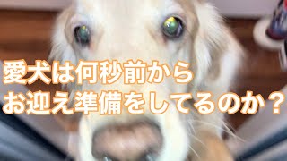 ゴールデンレトリバーのお迎えはこんなに激しい！
