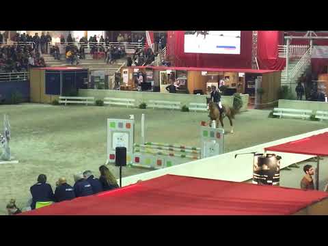 FALCO DE TATIHOU - Masters des Etalons SF