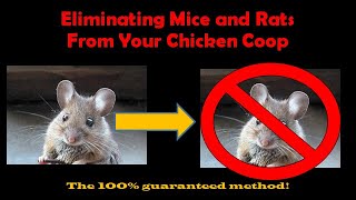 Keeping Mice and Rats Out of Your Coop