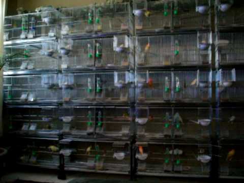 Najah's Canaries 2009 Breeding Season