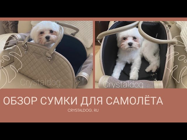 Обзор сумки переноски для собак в самолёт