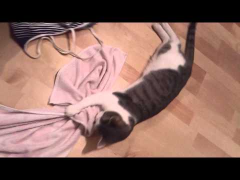 FUNNY CATS - LUANA cleaning the floor