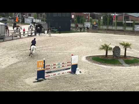 Velino (Vigo x stakkatol )7y training Sentower Pieter Clemens