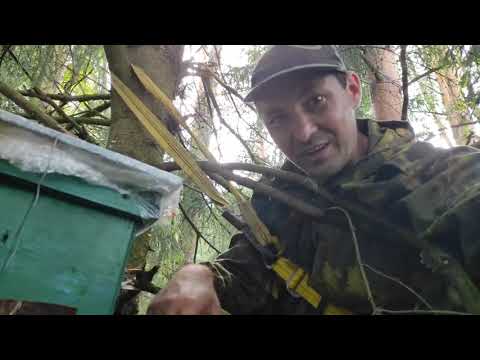 Пчеловодство.Роеловство.Когда и как снимать ловушки утром или вечером с пойманным  роем. #Роеловство