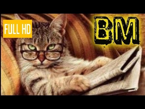 🔴 Lustige Katzen Videos BM #10 der heiße stuhl rosa von praunheim outing