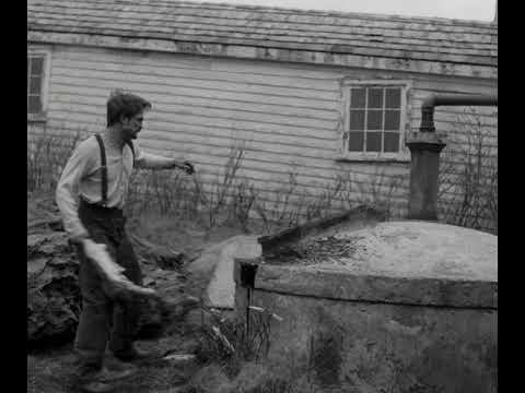 The Lighthouse 2019 | Seagull killing Scene