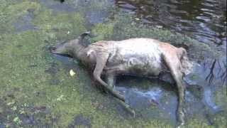 Blue Tongue Video of Dead Deer in Michigan
