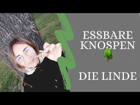 Essbare Knospen 🌳 Die Linde