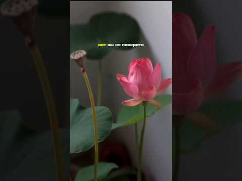 Lifestyle & Aesthetic Атмосферные видео о жизни и путешествиях: динамичный монтаж, естественная цветокоррекция, анимация текста и звуковой дизайн.