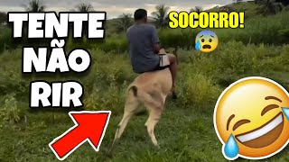 TENTE NÃO RIR: OS MELHORES VÍDEOS DA INTERNET #videosengracados #tentenaorir #comedia #humor #tiktok