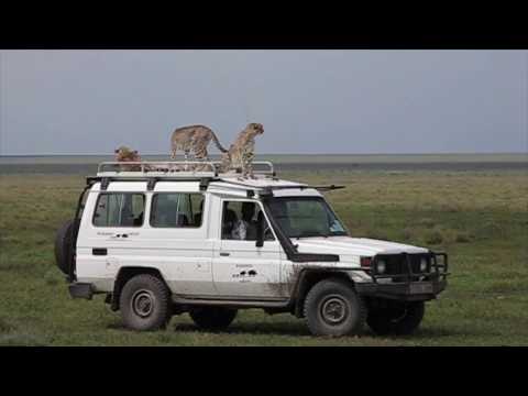 Four cheetah on the roof of a safari vehicle!