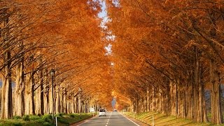 preview picture of video 'メタセコイヤ並木（紅葉）の通り抜け　車窓【HD】　Metasequoia　Japan Autumn'