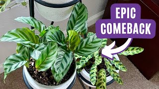 On the Mend: Struggle Bus Plants Recovery + Bonus Corm Propagation Update