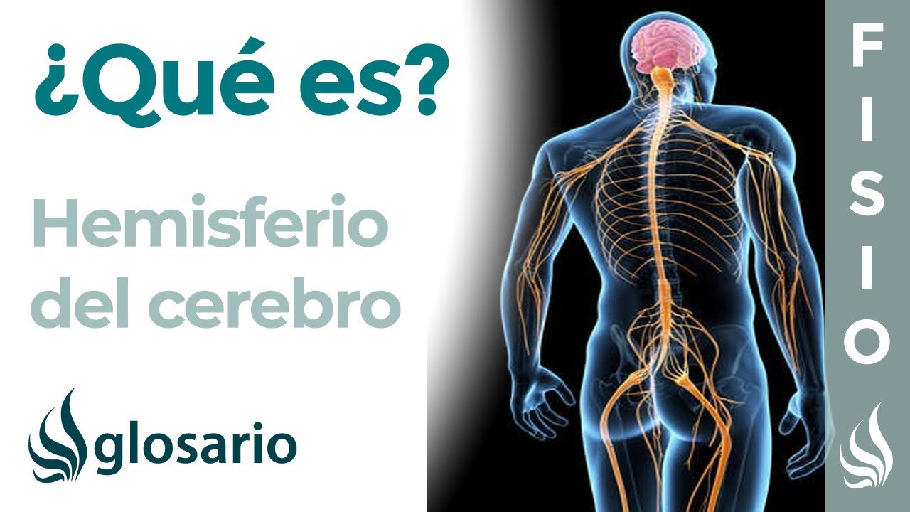 HEMISFERIO CEREBRAL | Qué es, dónde se sitúa, funciones y lesiones