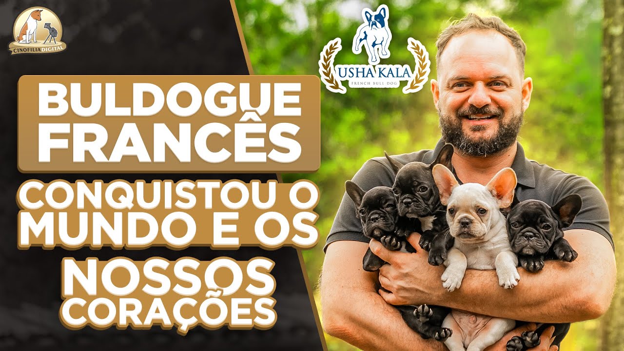 Bulldog Francês em 10 minutos | Cinofilia Digital