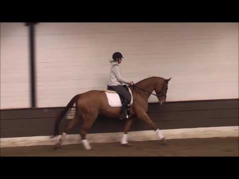 FELINDA 6j. St. v. Fleury - Boss -A platziert- for sale VB 10.000,- Euro