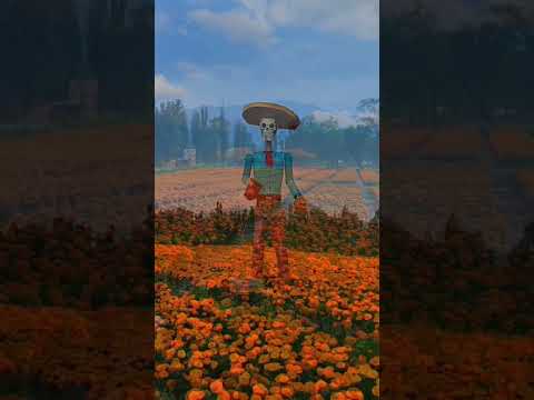 Ejido de san Gregorio atlapulco #diademuertos #cempasúchil #SanGregorioAtlapulco