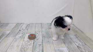 ハーフ犬の動画01