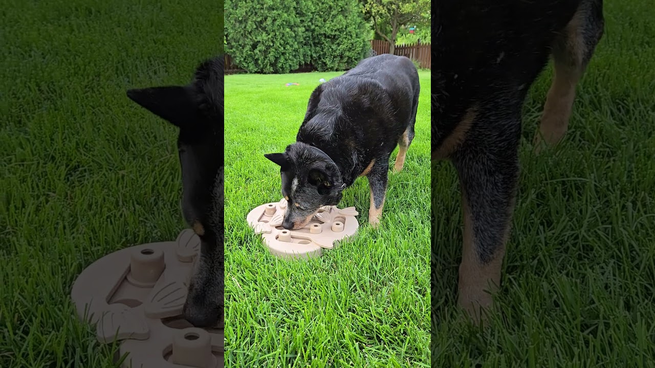 Enlarge Dante, a ADOPTABLE mixed breed in Warrenville, IL video 5/5