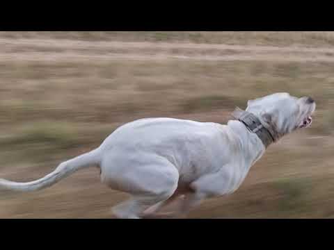 DOGO ARGENTINO RUNNING @HikingDogoOutdoor