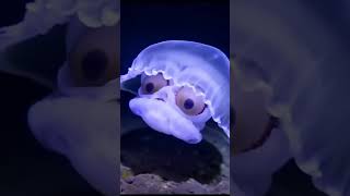 Download lagu Mata ubur-ubur #uburubur #shorts mp3 Download lagu Mata ubur-ubur #uburubur #shorts mp3