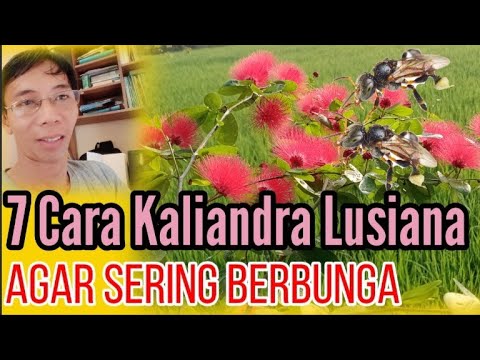 , title : '7 Cara Agar Tanaman Kaliandra Lusiana Sering Berbunga @trigonaklancengKita'