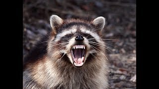 What To Do If A Raccoon Attacks You