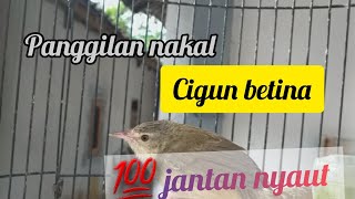 Download lagu Cigun betina menggoda jantan,cigun malas bunyi outo semangat💯👍 mp3