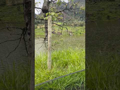 lugares no espírito santo ( piapitangui viana ) #shorts #lugares #viajem #paisagem #viral