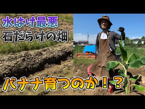 園芸 バナナの木に関するよくある質問
