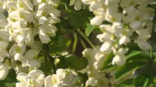 un cuore semplice Rossana Casale