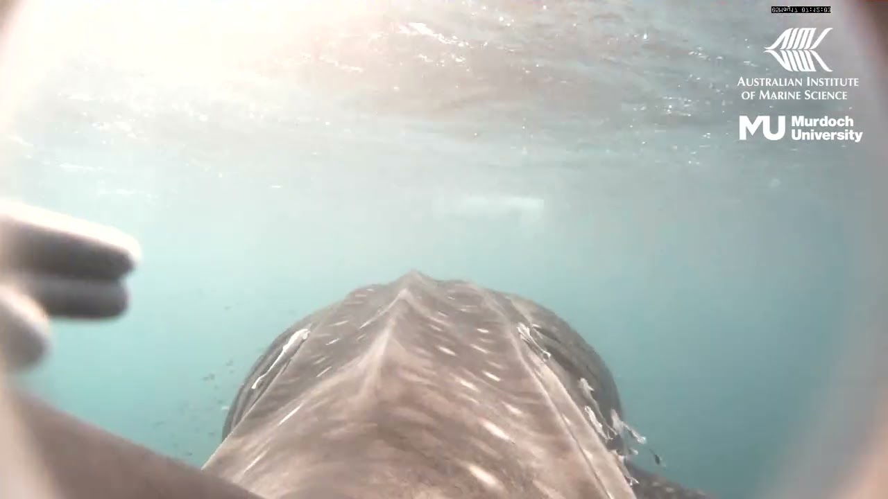 Whale shark feeding behaviours - YouTube