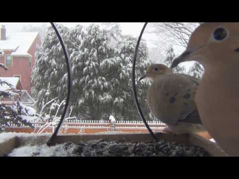 Mourning Doves Up Close