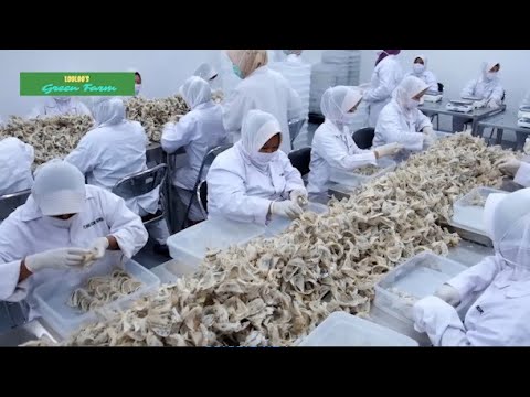 How the Most Expensive Bird's Nests Are Harvested - Bird's Nest Raising Techniques -Bird's Nest Farm