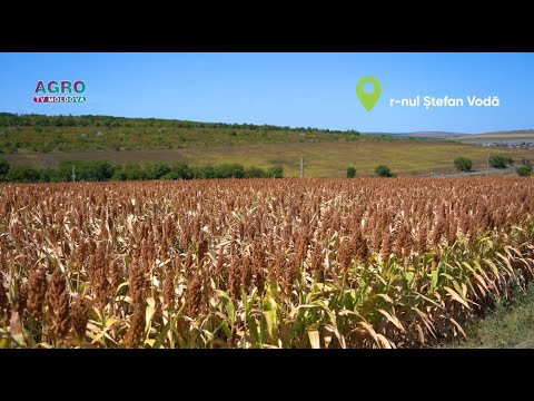 Sorghum Field Overview