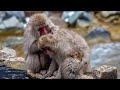 Monkey Video Funny Monkey Video Monkey Monkey Masti Monkey Dance Short Video