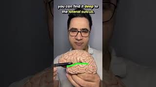 The Insular Lobe: Humanity's Hidden Superpower