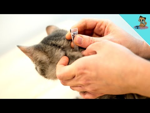 Worms In Cats - THIS Is What You Have To Watch Out For!