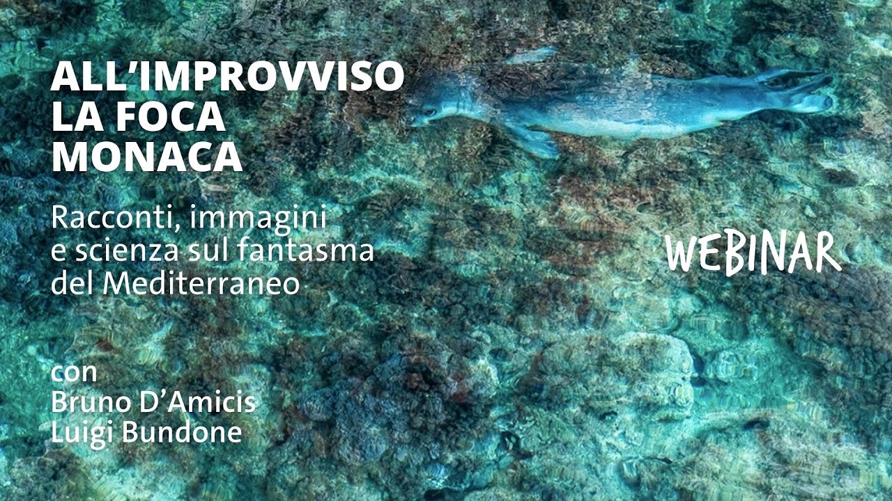 ALL'IMPROVVISO LA FOCA MONACA - WEBINAR