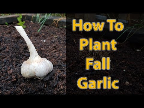 Harvesting Your Garlic The Definitive Guide For Beginners