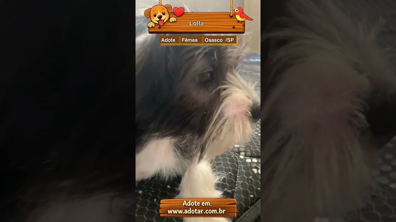 Cachorro raça Shitzu idade 7 a 11 meses nome Lolla