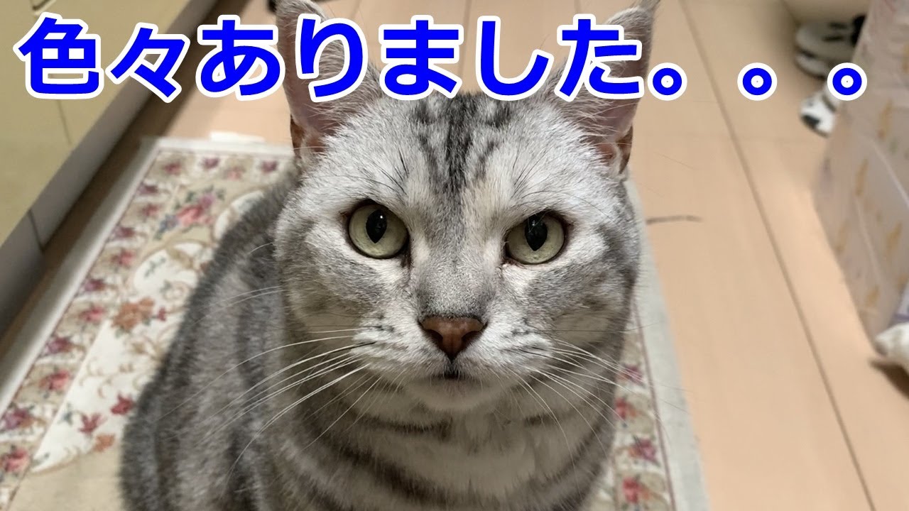 【近況報告】ながーーーい夏休みを頂きました🙇猫のおしゃべりペット