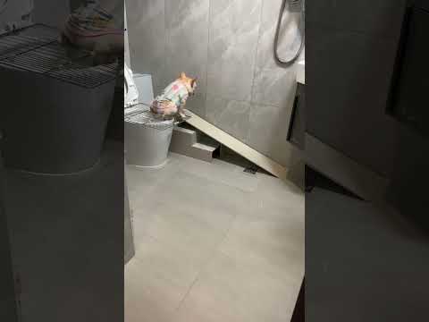 Have you ever seen such a well-behaved dog? French Bulldog Daily Record of Cute Pets Don't Know th