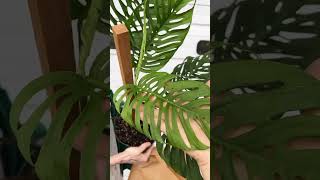 Download lagu JANDA BOLONG YANG BOLONGNYA KAYA BUKAN JANDA #rareplant #decorativeplant #houseplants #monstera #fyp mp3 Download lagu JANDA BOLONG YANG BOLONGNYA KAYA BUKAN JANDA #rareplant #decorativeplant #houseplants #monstera #fyp mp3