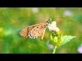 Lara Downes: "Believe in Spring" (Frühlingsglaube) by Franz Schubert