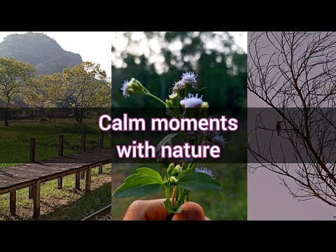 නිදහස් හවස් වරු 🎀Free time🌻💗|Evening vibes☕🍪|Mini vlog❤️#enjoy #relaxing #naturelovers #animelover #