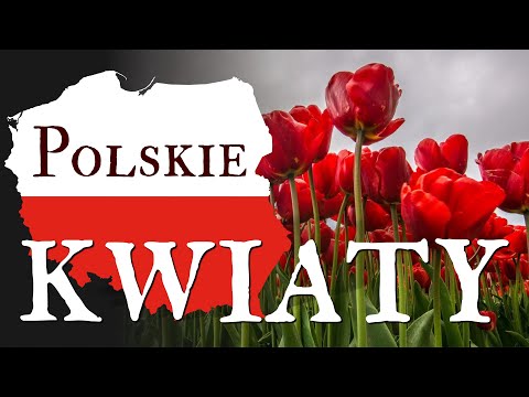Polskie kwiaty - Joanna Biernat - Piosenki patriotyczne - Podkład Jangok